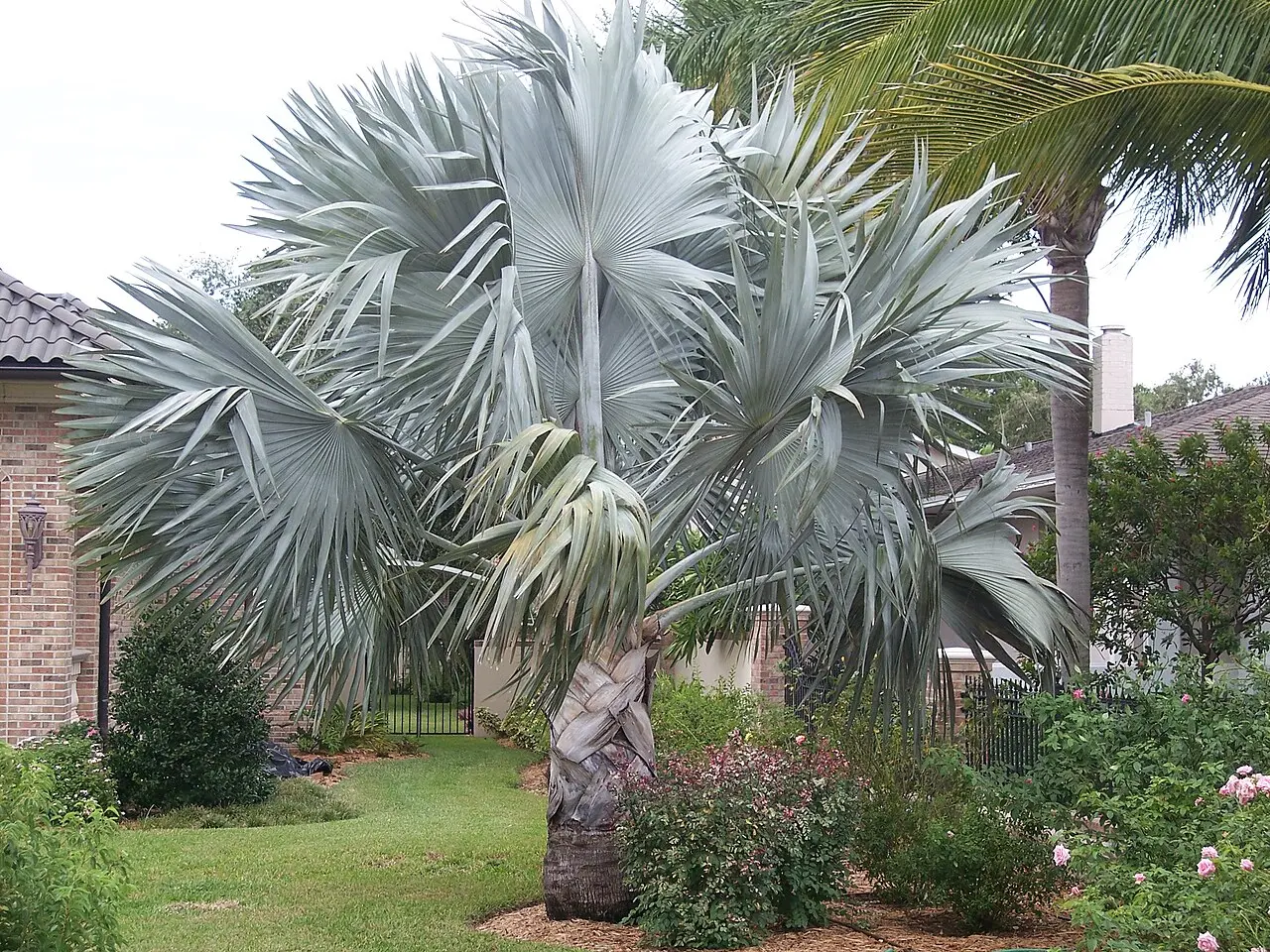 Bismarck palm catalog image used by Duque's Palms