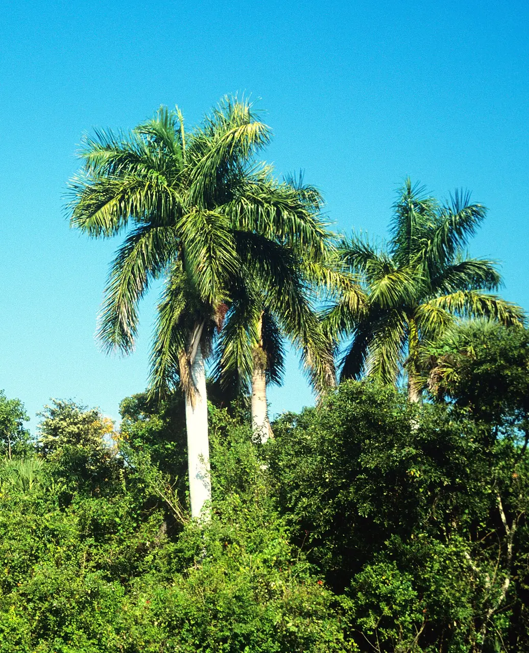Royal palm from the Duque's Palms online nursery catalog