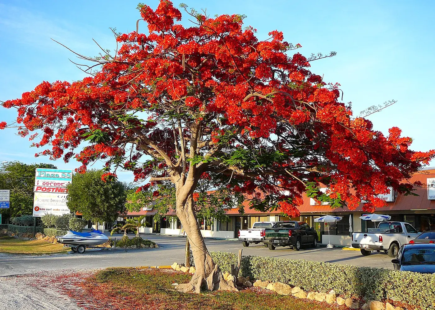 Royal poinciana featured in the Duque's Palms online nursery catalog